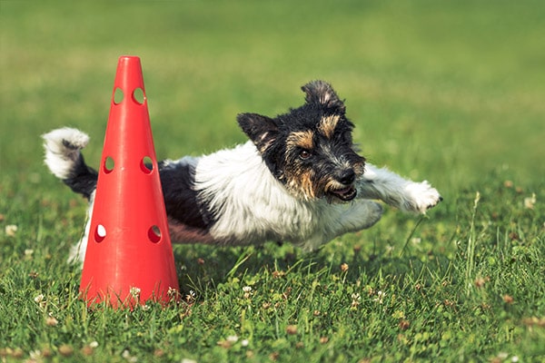 image-dog-training-min dog training agility