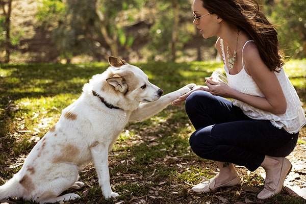 image-dogtraining-min dog training