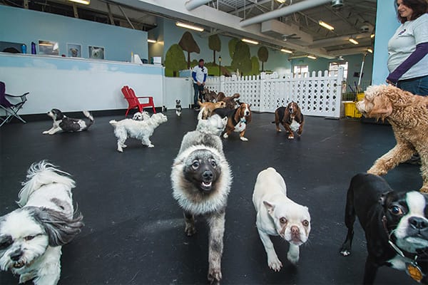 image-dogs Dog Daycare interior