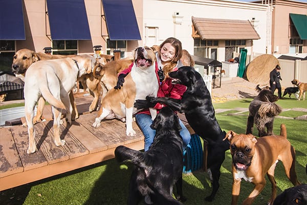 image-dogs2 Dog Daycare playful