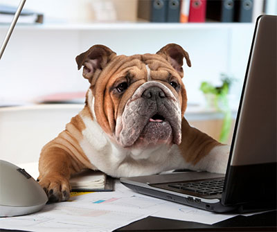 dog at the computer