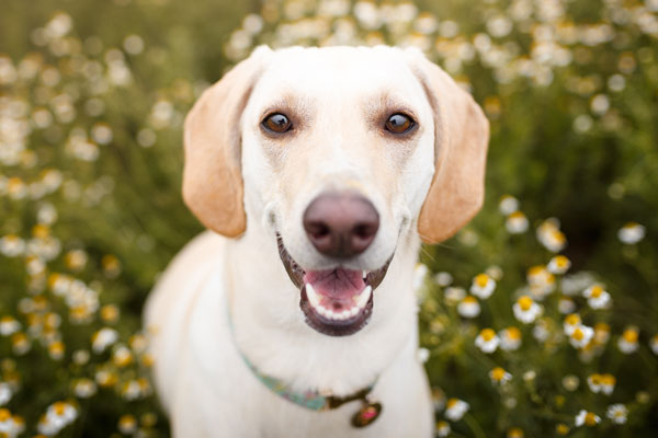 Smiling dog in the grass
