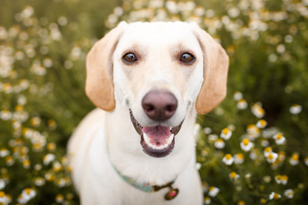 dog-boarding-5 Smiling dog in the grass
