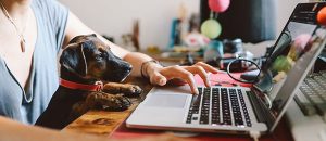 Puppy in owner's lap