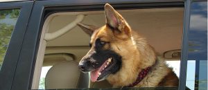 dog car ride