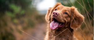 red dog