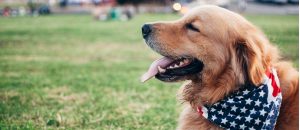 golden retriever