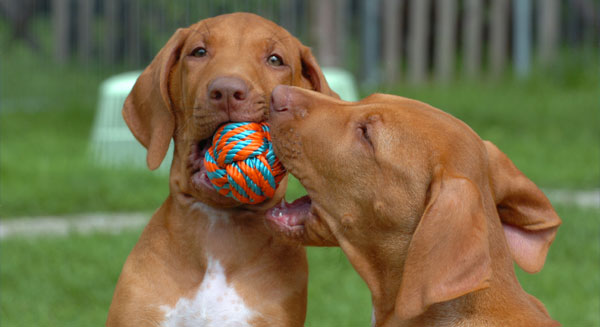 dog-boarding-image-1 Two dogs playing with a toy