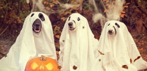 dogs dressed as ghosts