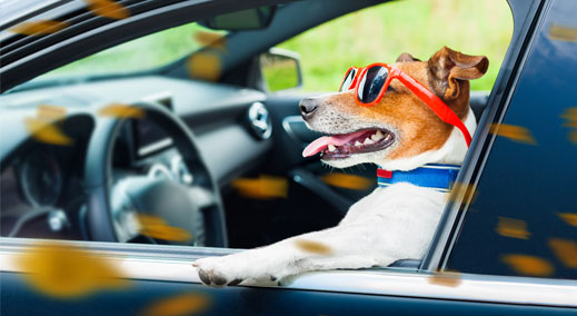 Dog driving a car with sunglasses