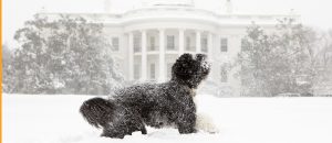 dog at white house