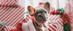 christmas french bulldog