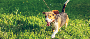 dog walking outside