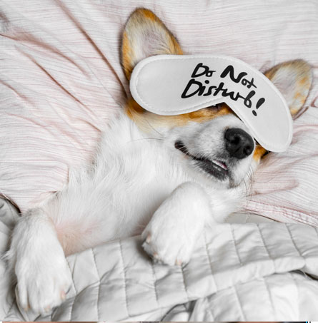 do-not-disturb Dog sleeping in an eye mask