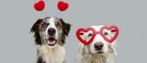 valentines dogs