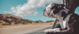 Dog in car window