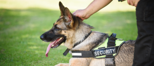 Security Dog