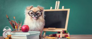 pomeranian with chalkboard