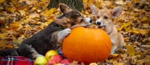 two puppies with pumpkin