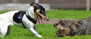 Two small dogs playing together