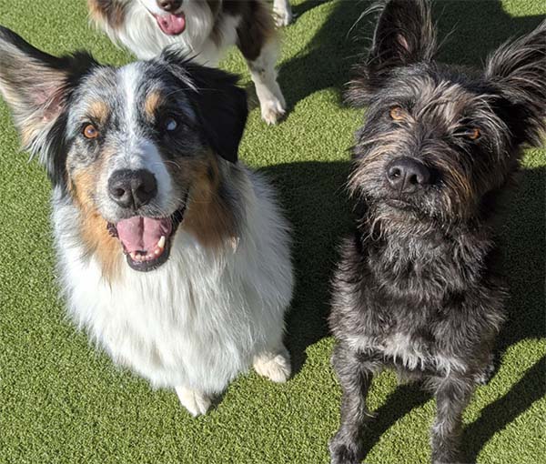 daycare_small-600x510-crop dogs on the play yard