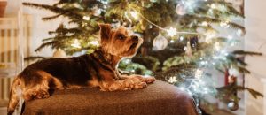 yorkie in front of christmas tree