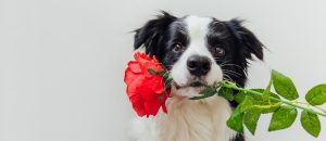 border collie holding rose