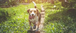 beagle in park