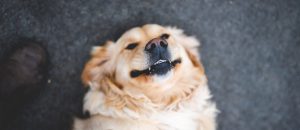 Silly Smiling Dog