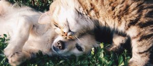 cat cuddling dog