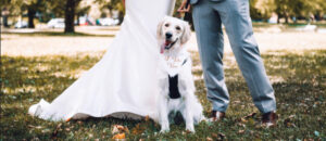 dog at wedding