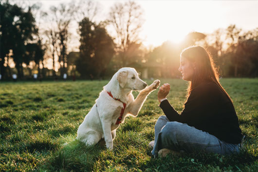 dog-training-image-1 Woman giving a dog a high five
