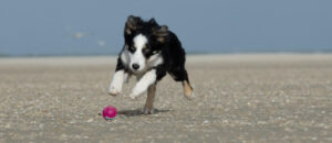 border collie chasing pink ball on beach