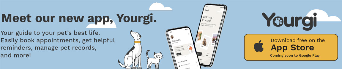 Download the Yourgi App