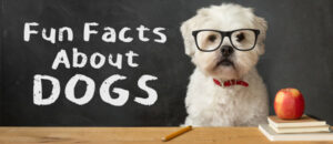 small white fluffy dog with glasses