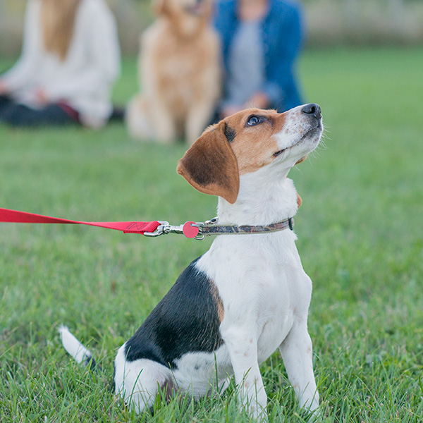 training-landing-page-imaga-1-600x600 dog learning to sit