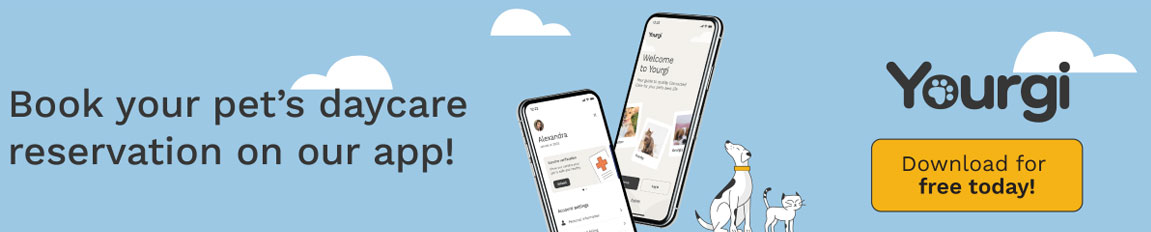 Download the Yourgi App