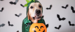 dog in halloween costume