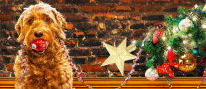 dog with ornaments