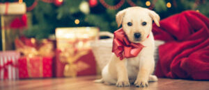 dog sitting with Christmas presents