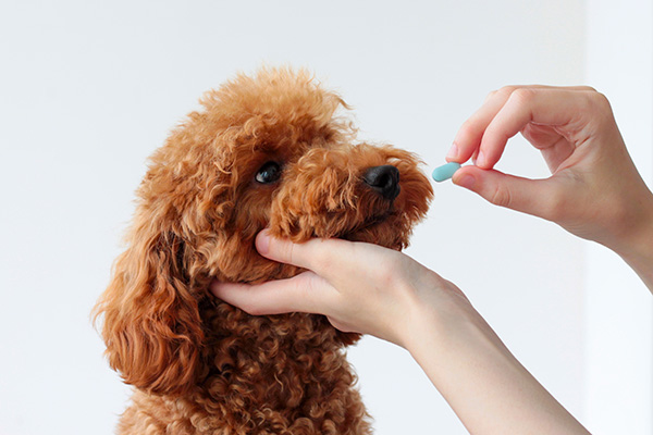 dog being given a blue pill