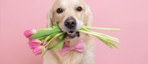 dog with flowers