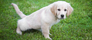 house training puppy