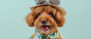 dog dressed for summer